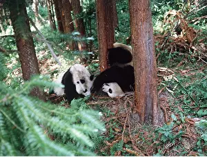 Keith & Liz Laidler: GIANT PANDA - courtship