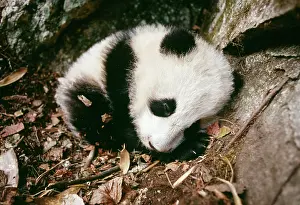 Dens: Giant Panda - cub in den