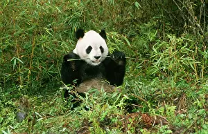 Bamboos: Giant Panda - eating