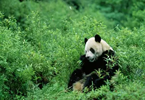 Bamboos: Giant Panda - eating bamboo