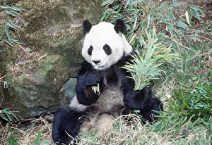 Pandas: GIANT PANDA - EATING BAMBOO