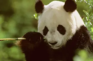 Bamboos: Giant Panda - Eating bamboo (Arrow bamboo Gelidocalamus