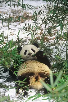 Wolong: Giant Panda eating bamboo Wolong Nature Reserve
