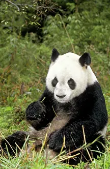 Whilst: GIANT PANDA - Eating whilst sitting down