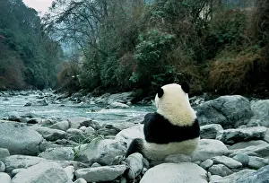Relax: Giant Panda eats bamboo by the river, backview