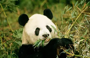 Bamboos: Giant Panda - feeding