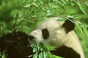 Bamboos: Giant Panda - Feeding on bamboo