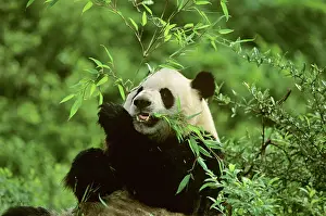 Bamboos: Giant Panda - Feeding on bamboo