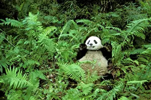 Bamboos: Giant Panda - Feeding on bamboo (Arrow bamboo Gelidocalamus