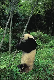 Chewing: GIANT PANDA - gnawing on tree trunk