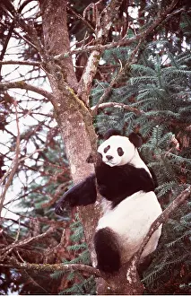 Pandas: GIANT PANDA -IN TREE