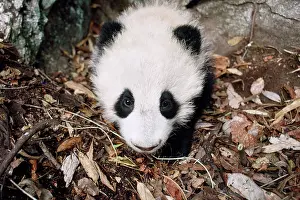 Dens: Giant Panda - juvenile in den - 4 months old
