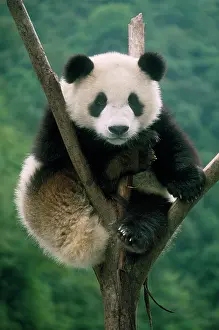 Keith & Liz Laidler: Giant Panda - juvenile sitting in tree fork