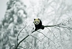 Worried: Giant PANDA - juvenile up tree, in snow