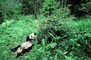 Pandas: GIANT PANDA - lying on back, eating bamboo