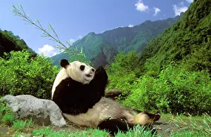 Kallen Marc Ferrero: GIANT PANDA - lying on back, eating bamboo