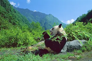 Kallen Marc Ferrero: Giant Panda - Lying back feeding with mountains