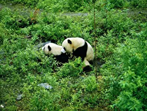 Attempt: Giant Panda - mating attempt