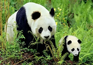 Panda: Giant Panda - Mother and Young Cub