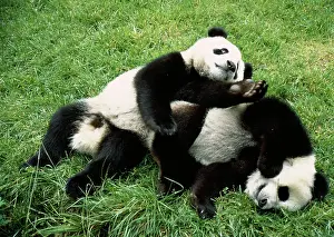 Contentment: Giant Panda - two playing