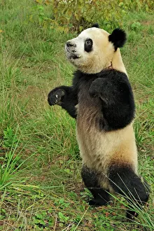 Qinling: Giant Panda - Qinling Panda