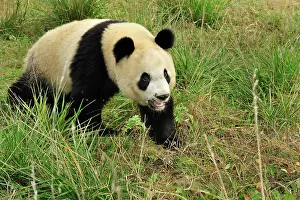 Qinling: Giant Panda - Qinling Panda
