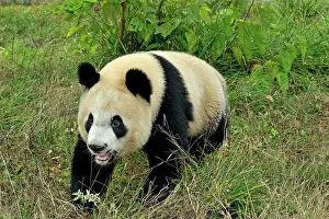 Qinling: Giant Panda - Qinling Panda