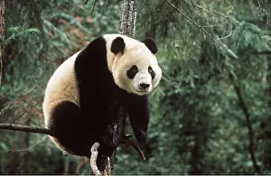 Panda: GIANT PANDA - Sits on branch up tree