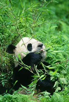 Bamboos: GIANT PANDA - Sitting, eating bamboo
