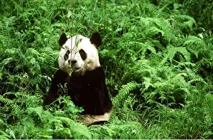 Pandas: GIANT PANDA - Sitting, eating bamboo