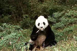 Pandas: GIANT PANDA - Sitting, eating bamboo