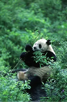 Pandas: GIANT PANDA - sitting on rock, eating bamboo