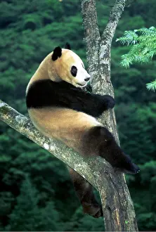 Pandas: GIANT PANDA - Sitting in tree