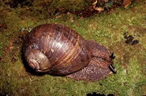 Gastropods: Giant panda snail - large species up to 70 mm across