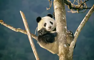 Panda: GIANT PANDA - UP TREE