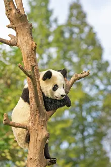 Chengdu: Giant Panda in tree controlled conditions