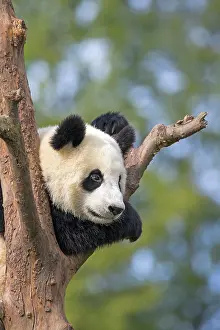 Chengdu: Giant Panda in tree controlled conditions