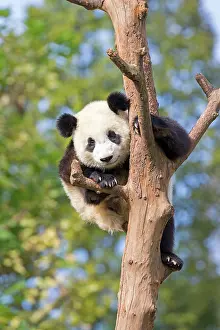 Chengdu: Giant Panda in tree controlled conditions