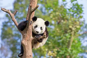 Chengdu: Giant Panda in tree controlled conditions