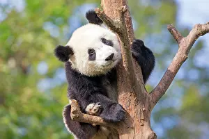 Chengdu: Giant Panda in tree controlled conditions