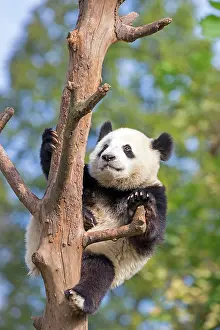 Chengdu: Giant Panda in tree controlled conditions