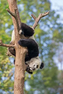 Chengdu: Giant Panda in tree controlled conditions
