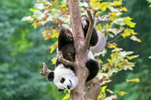 Chengdu: Giant Panda in tree controlled conditions