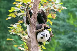Chengdu: Giant Panda in tree controlled conditions