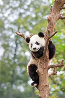 Chengdu: Giant Panda in tree controlled conditions