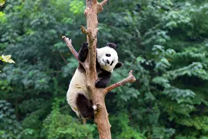 Chengdu: Giant Panda in tree controlled conditions