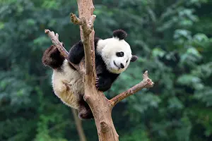 Chengdu: Giant Panda in tree controlled conditions