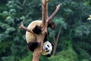 Chengdu: Giant Panda in tree controlled conditions
