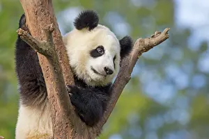 Pandas: Giant Panda in tree controlled conditions
