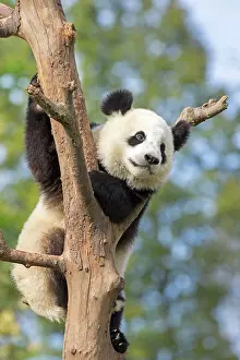 Pandas: Giant Panda in tree controlled conditions